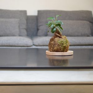 Photo d'un Kokedama Ficus Bonzai posé sur une table de salon