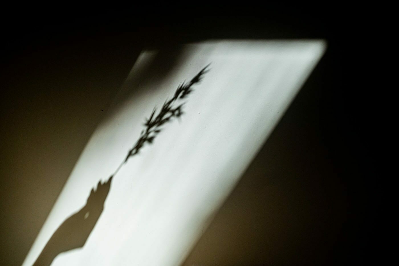Photo d'une ombre avec une plante en main