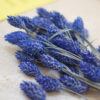 phalaris-phalarisbleues-fleurs-fleursséchées-fleursséchéesbleues-fleursbleues-couronnedefleurs-couronnedefleursséchées-couronnedenoel-kitcouronne-kitdiy-boxdiy-tutocouronne-tuto-couronne-noel