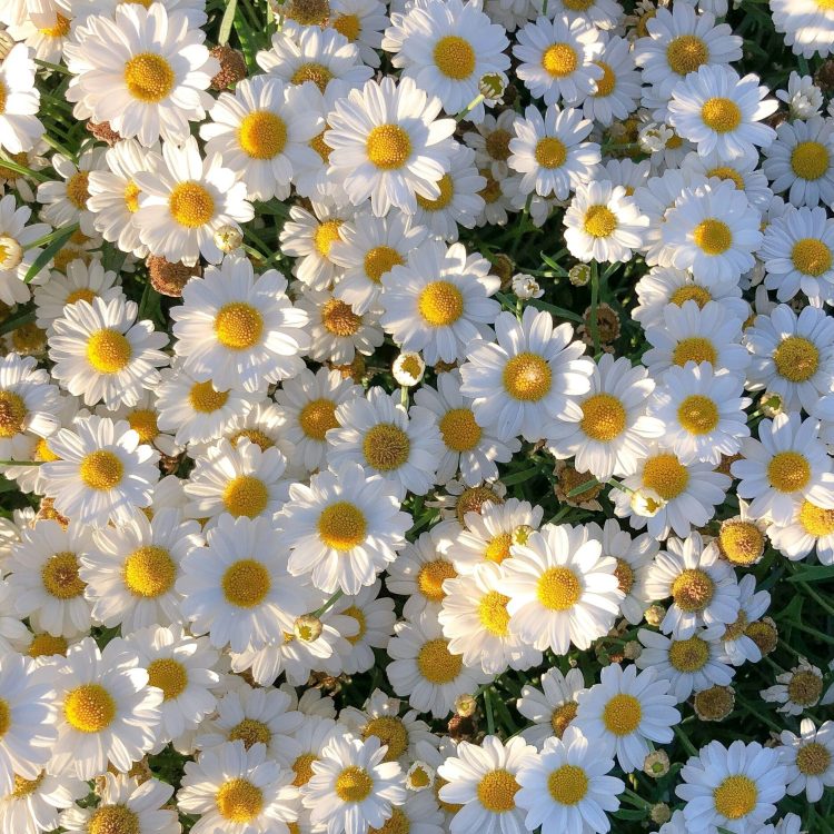 ranurte-LB3wSllhBq0-unsplash-min hello kit- box- créative- créativité- mai- printemps- diy- do it yourself- tuto- tutoriel- atelier- artisanat- lille- kit- kits- créatif- loisirs- activités manuelles- fleurs- couleurs